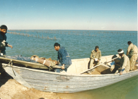 حمل مجروح با قایق